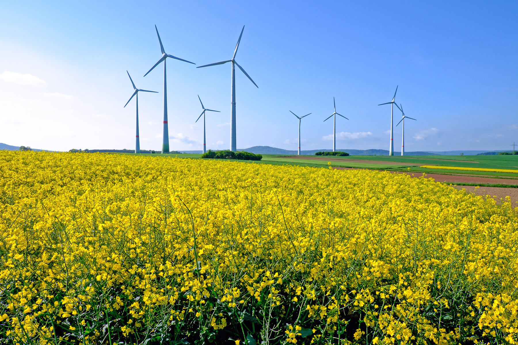 Windmills on a Field 